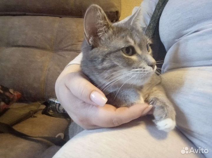 Кошка в добрые руки