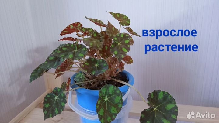 Рассада декоративной капусты