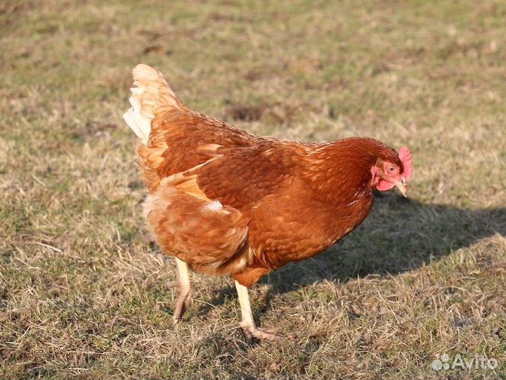 Куры Несушки, Бесплатная доставка