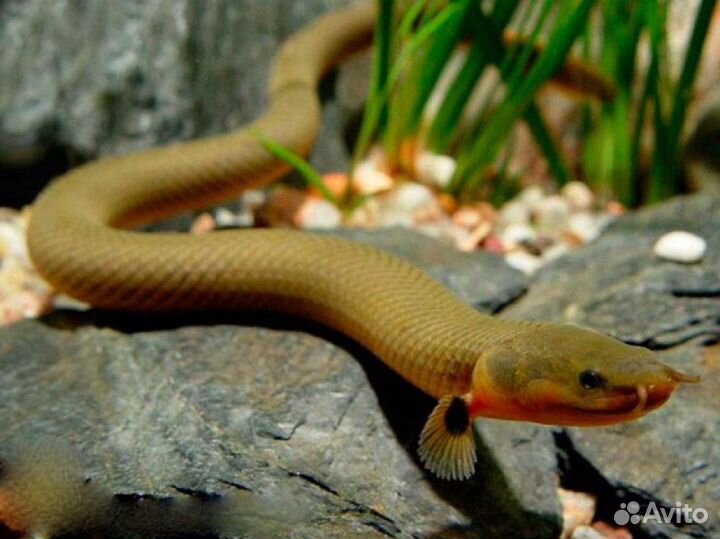 Каламоихт (аквариумная рыбка)