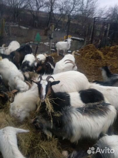 Козы продажа
