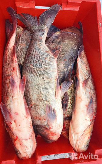 Рыба свежая. Сазан Судак Сом
