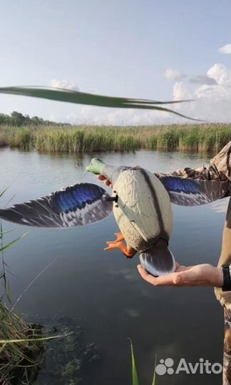 Чучело утки махокрыл