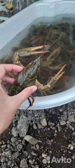 Продам живые раки