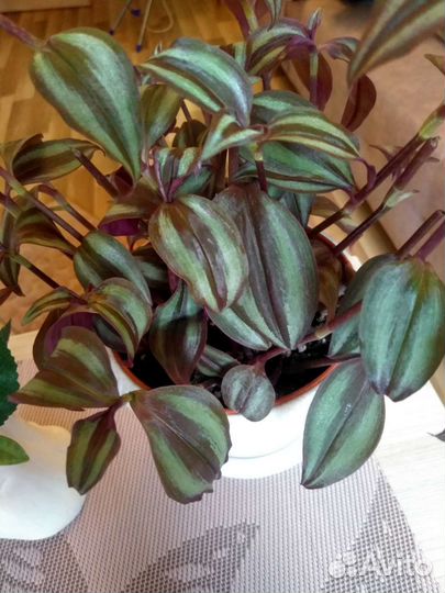 Традесканция пурпурный джой, молодой куст