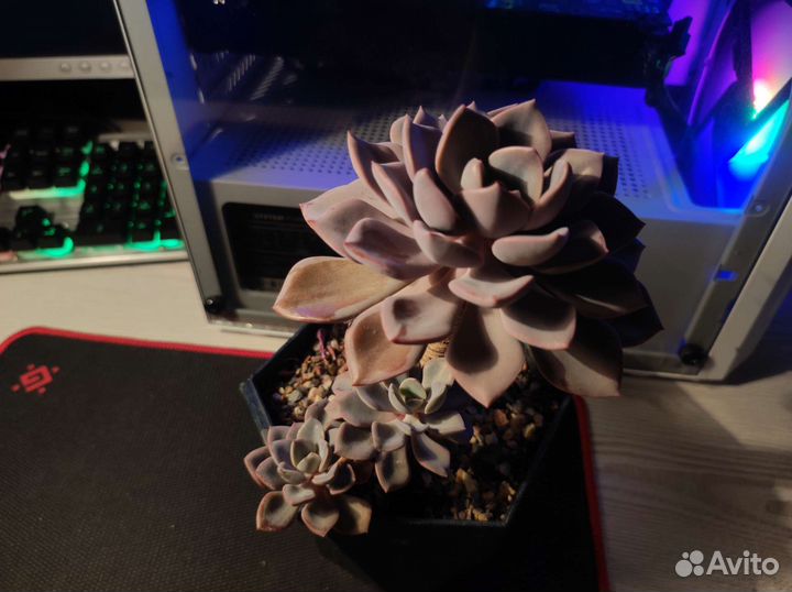 Граптоверия дебби