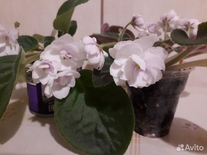 Белая фиалка с фото, не лист