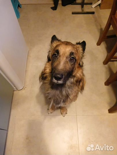 Индивидуальная передержка собак и кошек