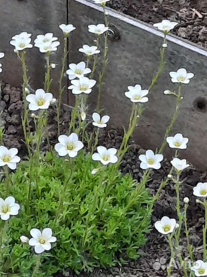 Почвопокровные многолетники