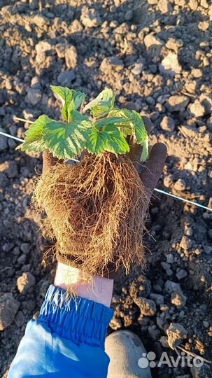 Рассада ремонтантной клубники