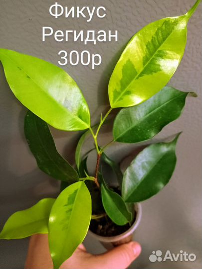 Фикусы, много сортов