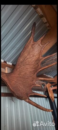 Продам рога лося