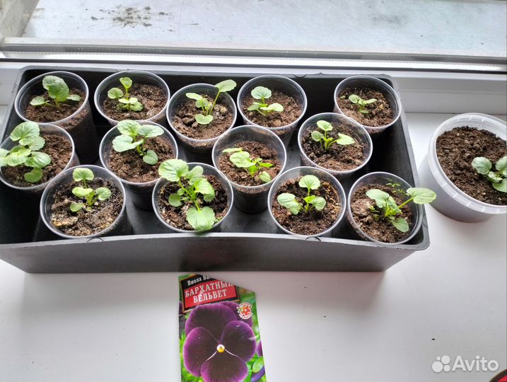 Рассада виола (фиалка) Бархатный вельвет