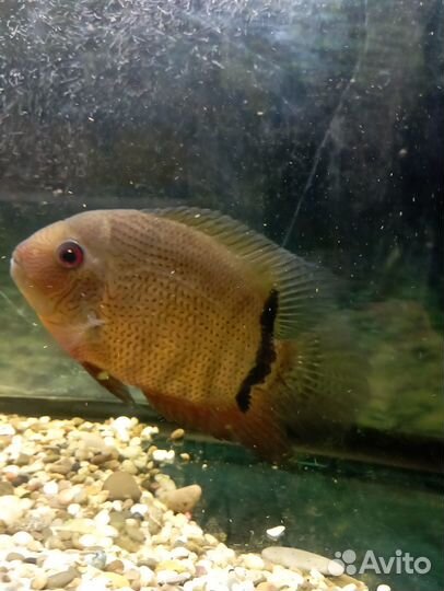 Аквариумные рыбки