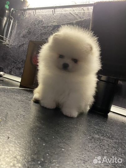 Померанский шпиц девочка