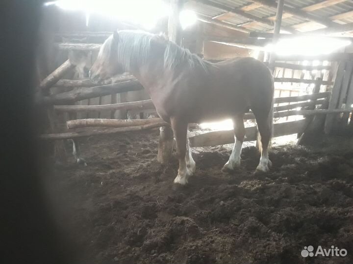 Русский тяжеловоз и першерон