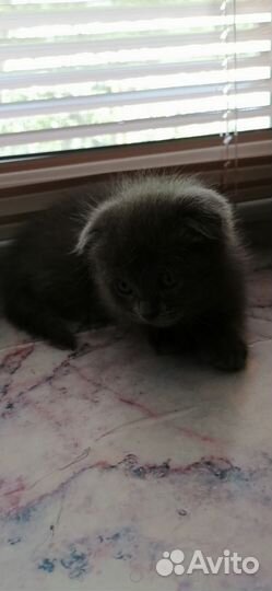 Отдам котенка в добрые руки