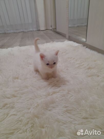 Вислоухие котята