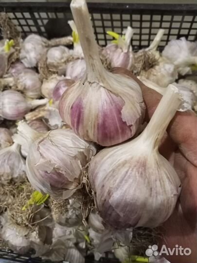 Чеснок на посадку