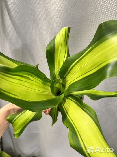 Комнатные цветы-драцена