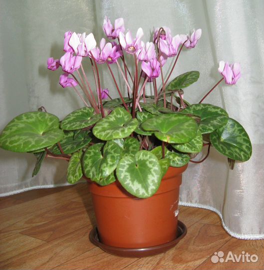 Европейский цикламен