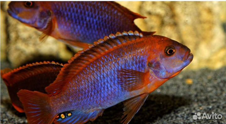 Малавийские цихлиды