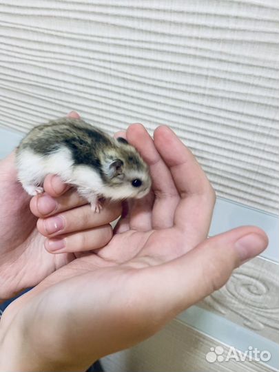 Хомики джунгарики