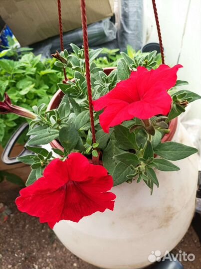 Петуния в кашпо