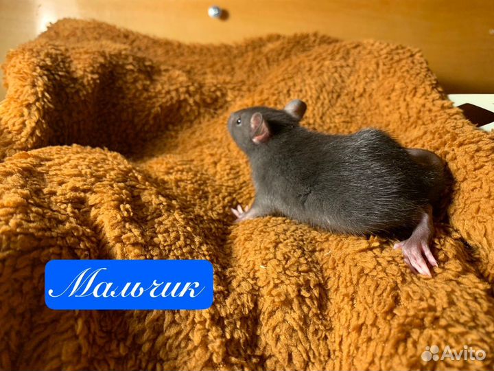 Крысята стандарт-дамбо