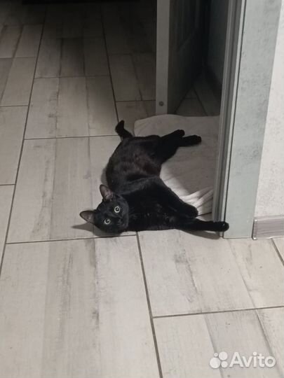 Кошечка в добрые руки