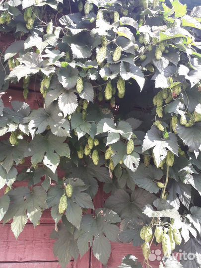 Лимонник, Шиповник, Хмель