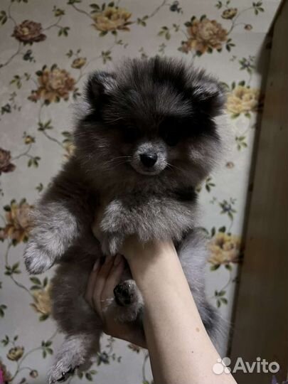 Померанский шпиц мини, мрамор