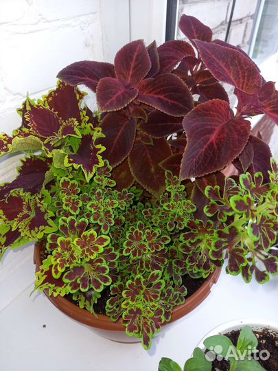 Колеусы вегетативные