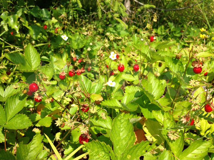 Участок 100 сот. (СНТ, ДНП)