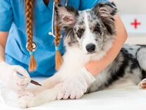 Ветеринарный врач в Кисловодск