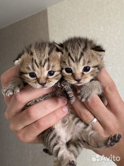 Шотландские котята