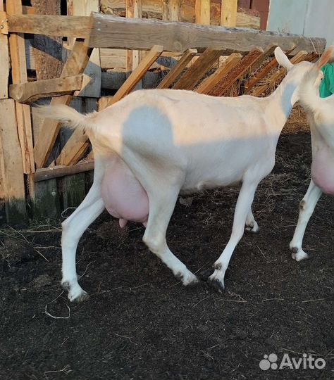 Зааненская коза