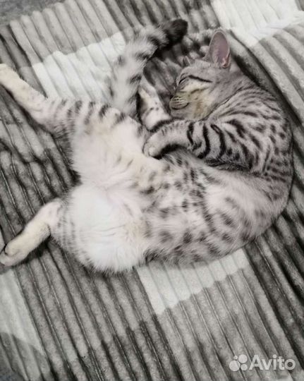 Кот на вязку (Скоттиш-страйт)