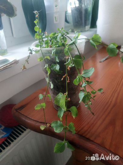 Вербейник монетчатый