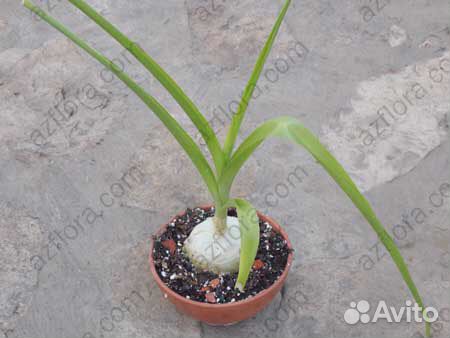 Золотой ус, индийский лук, алоэ