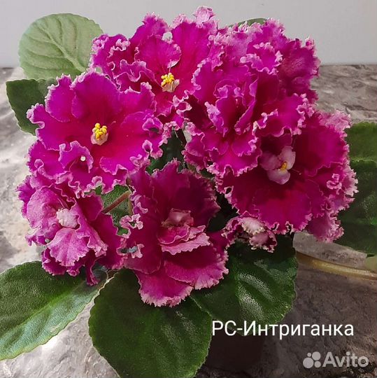 Фиалки, набор из 9-ти деток