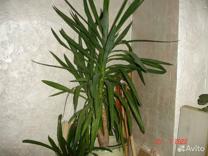 Толстянка-крассула,алоэ,кактус,пальма 