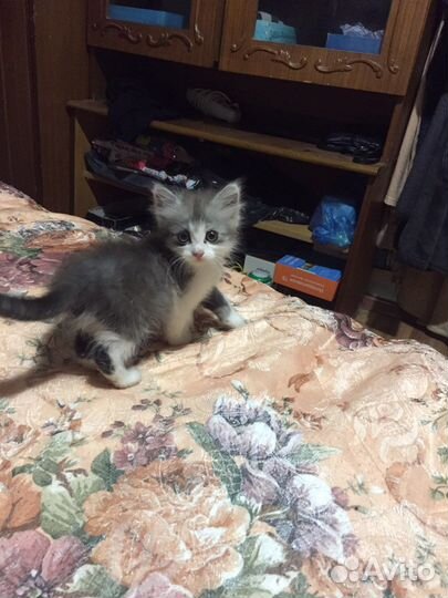 Кошка в дар бесплатно