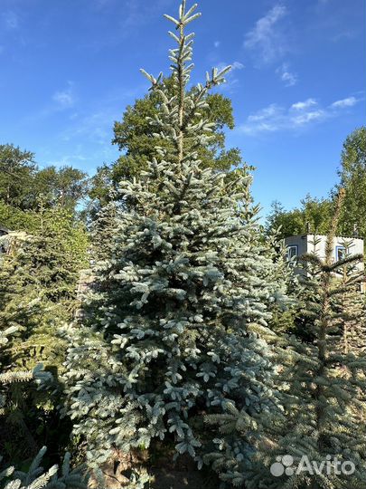 Ель голубая - Живой подарок