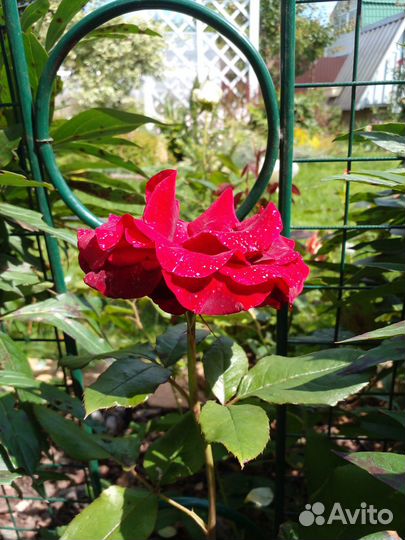 Розы садовые