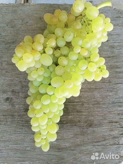 Двухлетние саженецы винограда с закрытой корневой