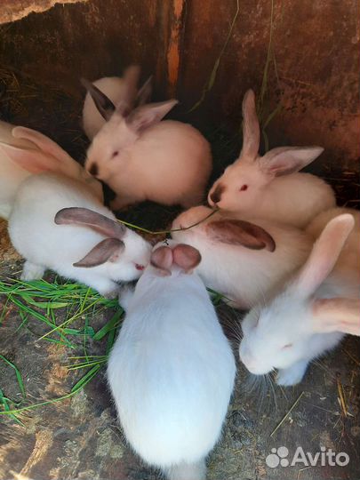 Крольчата
