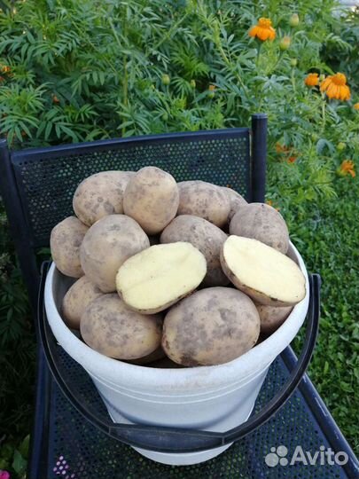 Продам картофель