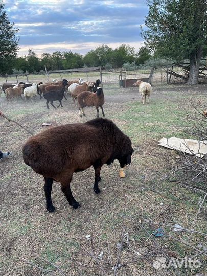 Баран породистый