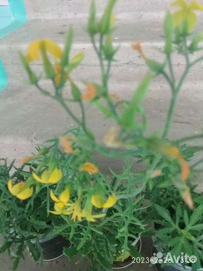 Платицериум-оленьи рога